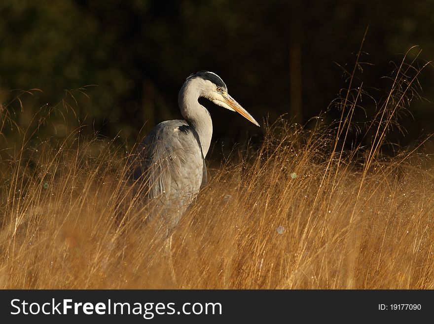 Grey Heron in the morning's light