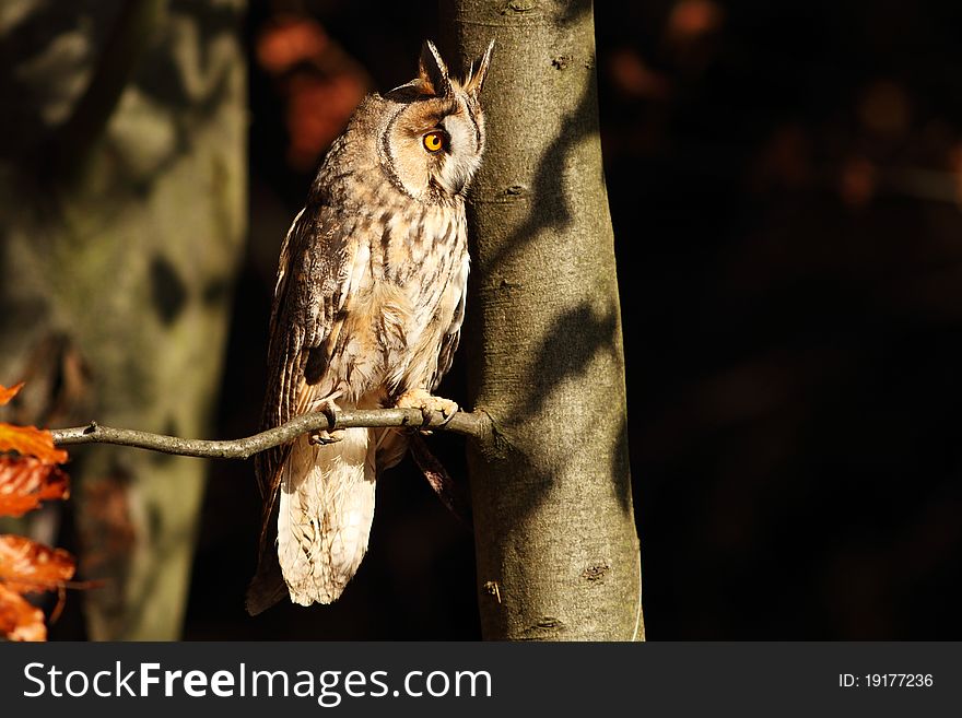 Long-eared Owl sitting on the tree