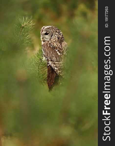 Tawny Owl sitting on the pine tree