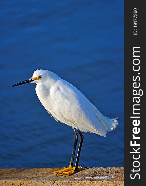 Snowy Egret