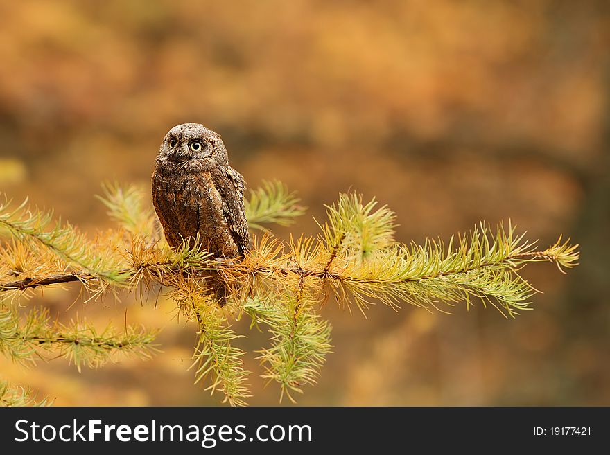 Little owl sitting in the autumn's forest