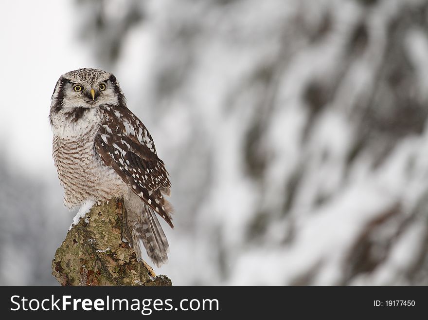 Norther Hawk Owl sitting in the winter. Norther Hawk Owl sitting in the winter