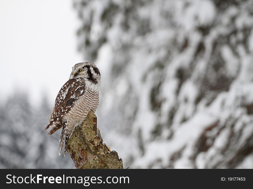 Norther Hawk Owl sitting in the winter. Norther Hawk Owl sitting in the winter