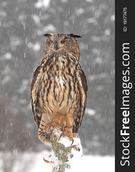 Eurasian Eagle Owl sitting in the winter