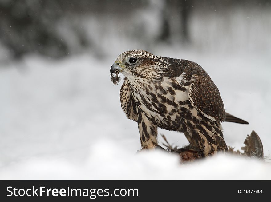 A Hawk with a prey in the winter