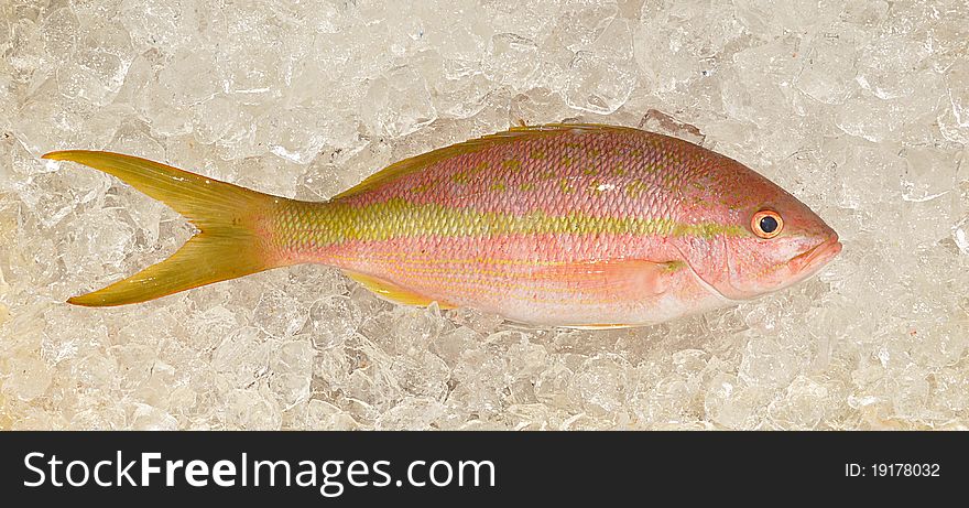 Yellowtail Snapper Fish On Ice