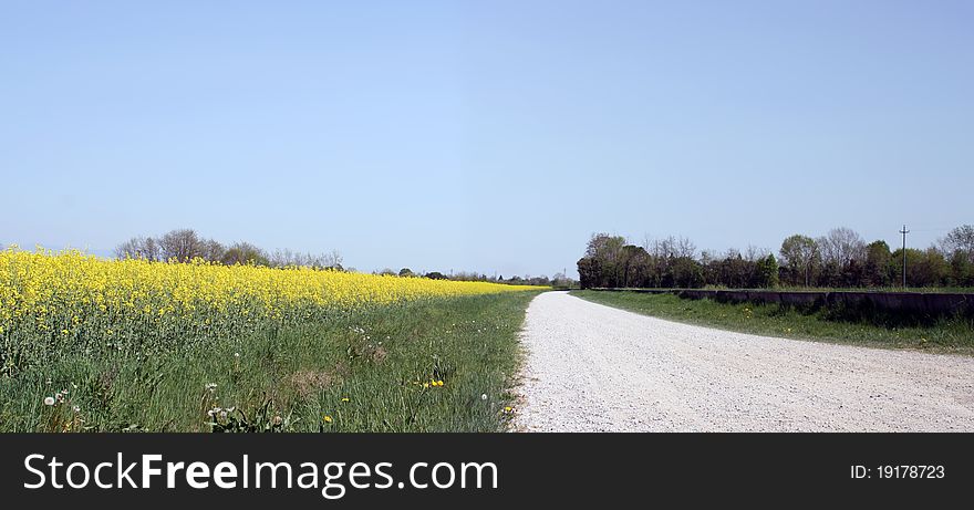 Field of yellow flowers with a country road.