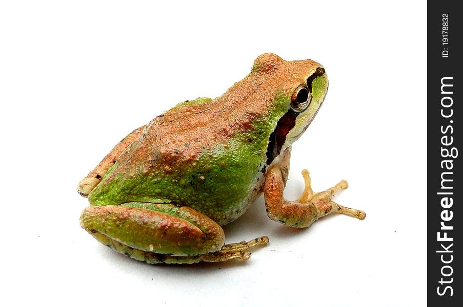 Green And Copper Froggy