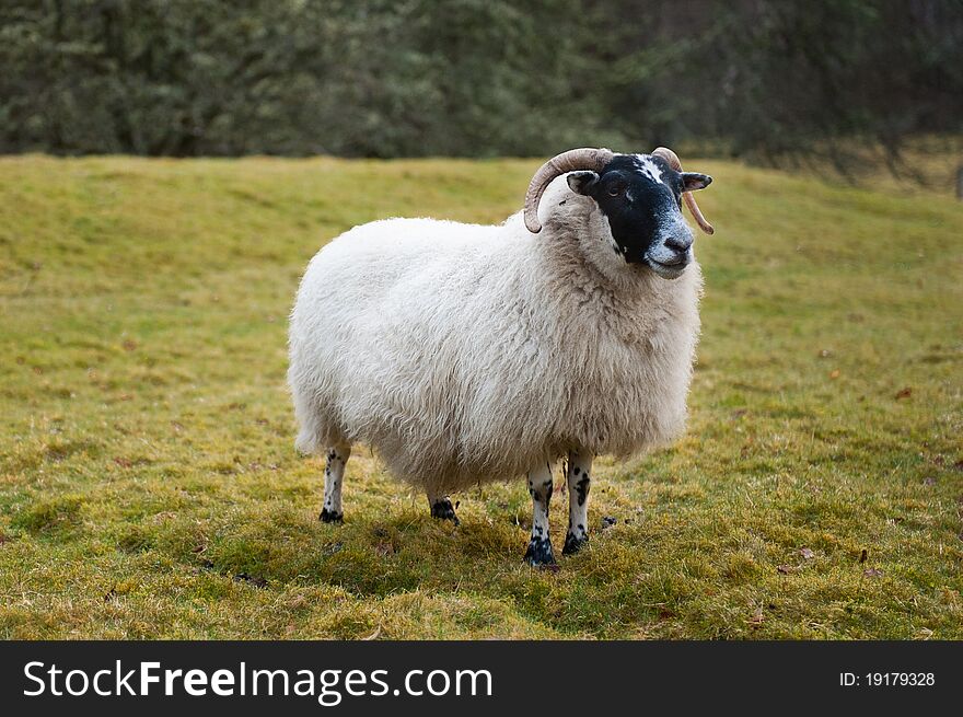 A sheep on a Scottish farm. A sheep on a Scottish farm