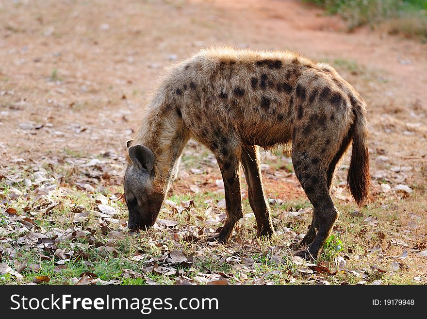Spotted Hyena in a zoo