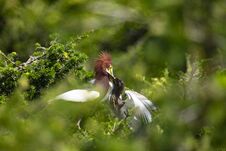 Egrets And Forests Stock Image
