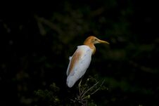 Egrets And Forests Stock Photography