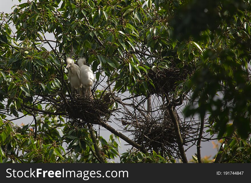 In the summer, egrets flock in their thousands to nest, lay eggs and birds in the coastal forests of southern China. In the summer, egrets flock in their thousands to nest, lay eggs and birds in the coastal forests of southern China.