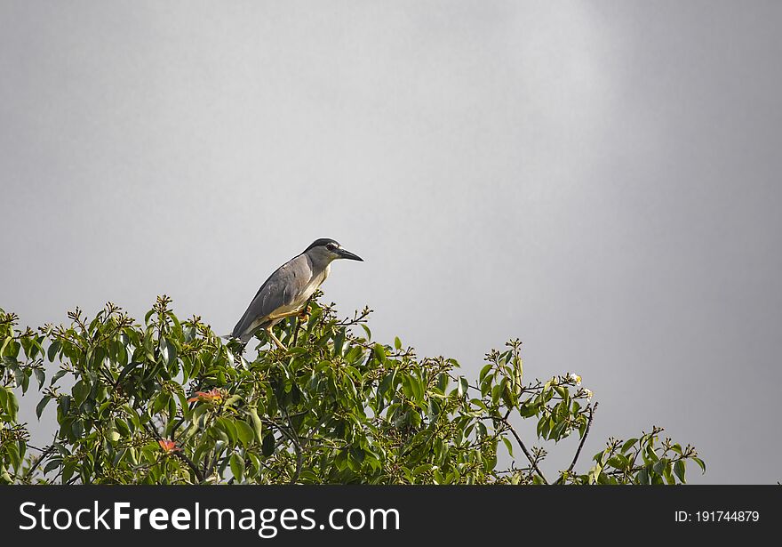 Egrets And Forests