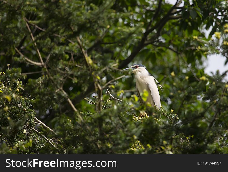 Egrets And Forests