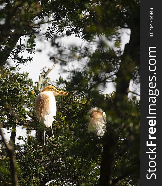 Egrets and forests