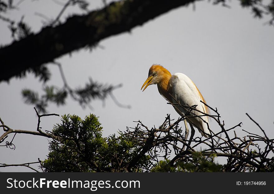 Egrets And Forests