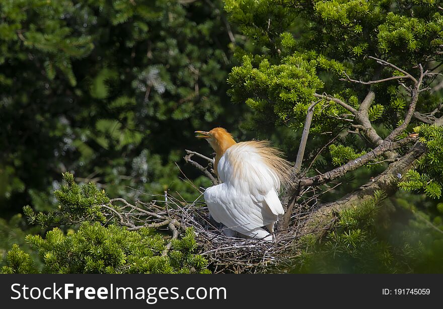 Egrets and forests