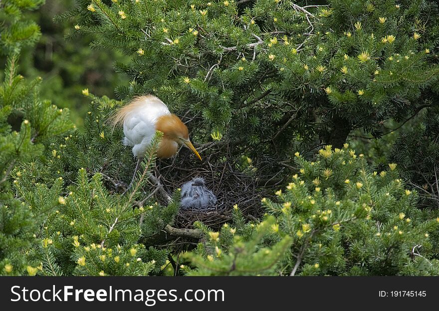 Egrets and forests