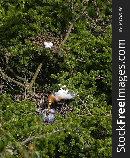 Egrets and forests