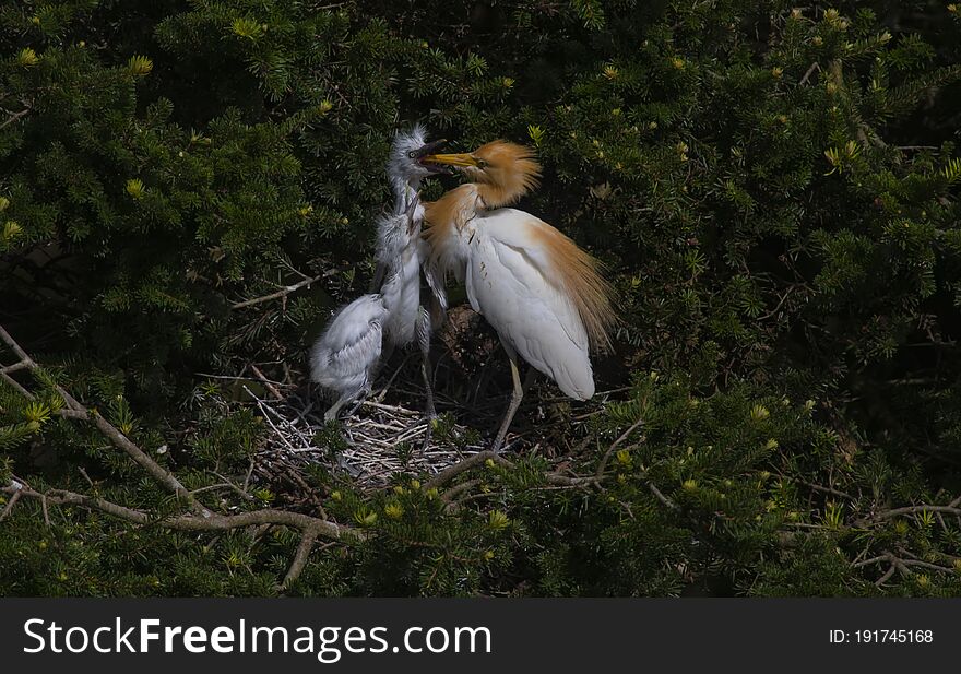 Egrets and forests