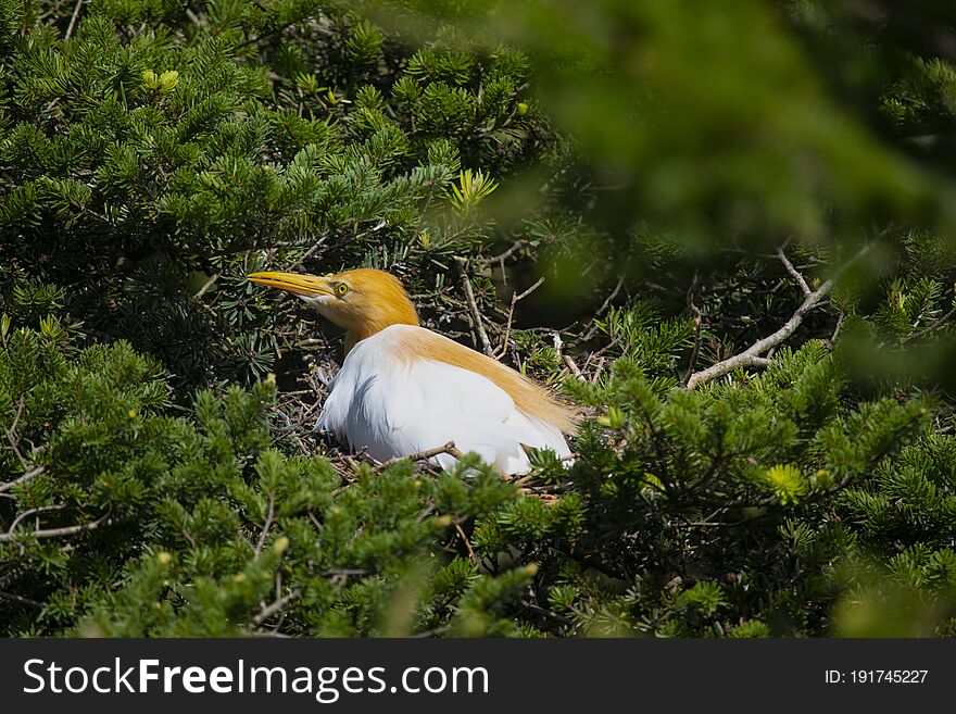 Egrets and forests