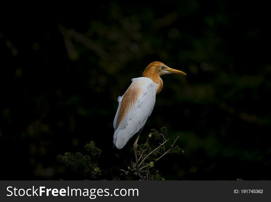 Egrets And Forests