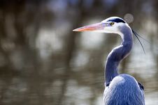 Portrait Of A Heron. Stock Image