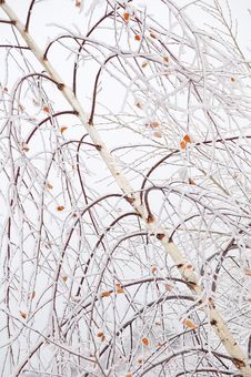 Frozen Birch Branches Stock Image Frozen Birch Branches Stock Image