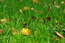 Green Grass Background Stock Photo Green Grass Background Stock Photo