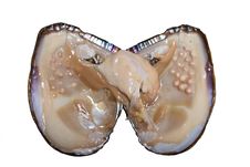 Pearl Oyster Stock Photography