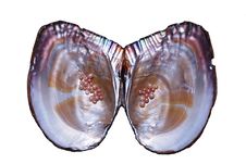 Pearl Oyster Royalty Free Stock Images