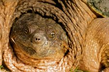 Snapping Turtle Close Up. Royalty Free Stock Photography Snapping Turtle Close Up. Royalty Free Stock Photography