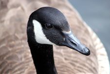 Canada Goose Royalty Free Stock Images Canada Goose Royalty Free Stock Images