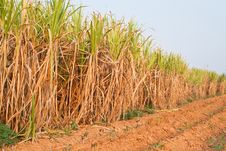 Plant Of Sugarcane And Blue Sky Stock Photo Plant Of Sugarcane And Blue Sky Stock Photo