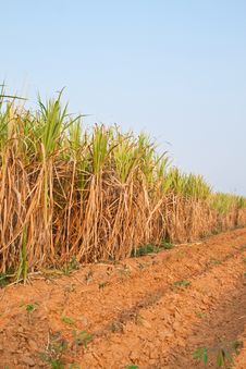 Plant Of Sugarcane And Blue Sky Stock Image Plant Of Sugarcane And Blue Sky Stock Image