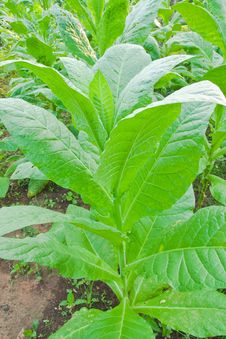 Tobacco Leafs In A Plant Stock Photos
