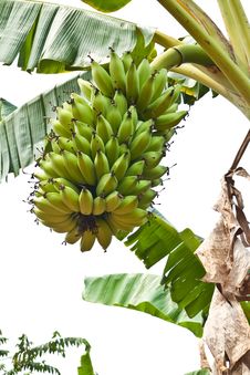 Green Young Bananas Stock Image Green Young Bananas Stock Image