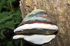 Tinder Fungus Royalty Free Stock Images Tinder Fungus Royalty Free Stock Images
