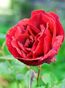 Red Rose In The Garden Royalty Free Stock Photo