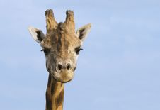 Giraffe Stock Photography