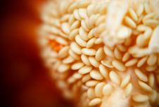 Seeds Of Pepper Royalty Free Stock Images Seeds Of Pepper Royalty Free Stock Images