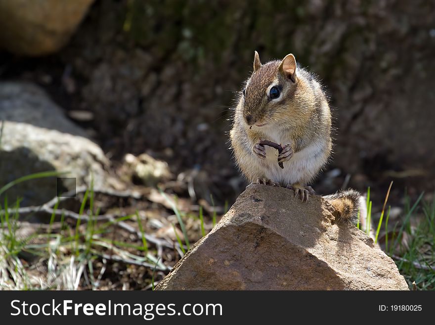 A Chipmunk sat on a rock in the sun eating a worm. A Chipmunk sat on a rock in the sun eating a worm