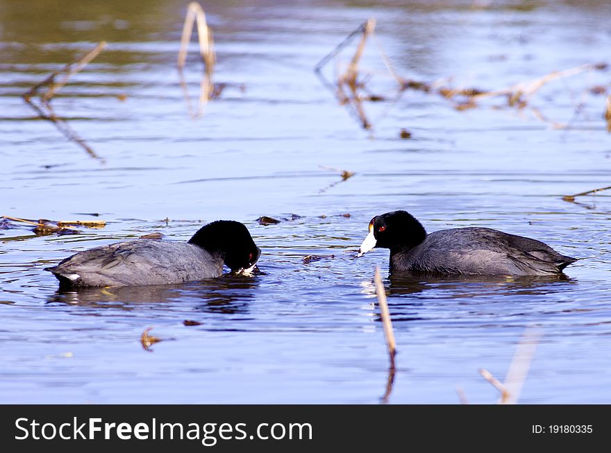 A couple of American coots feed and swim together in the wetlands. A couple of American coots feed and swim together in the wetlands.