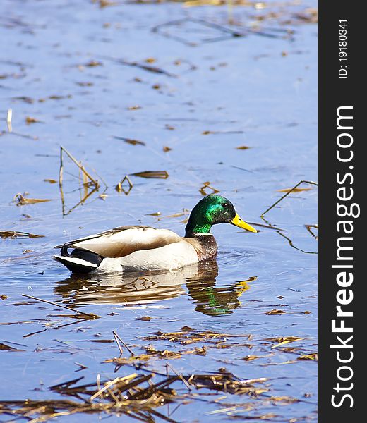 Mallard Casts Reflection.