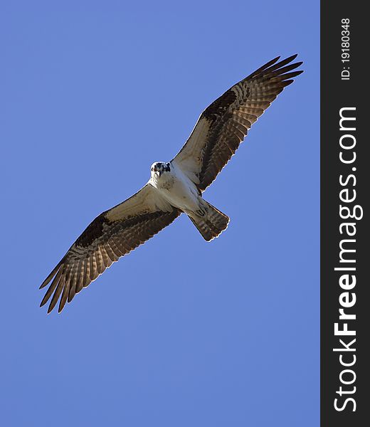 An osprey soars through the blue sky in search of food. An osprey soars through the blue sky in search of food.