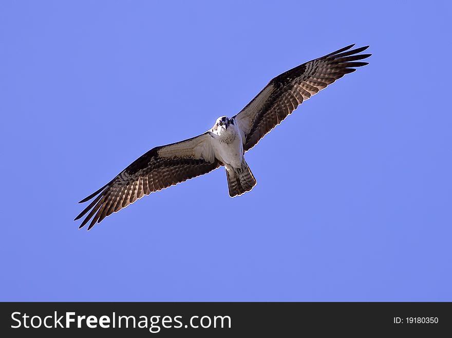 An osprey soars through the blue sky in search of food. An osprey soars through the blue sky in search of food.