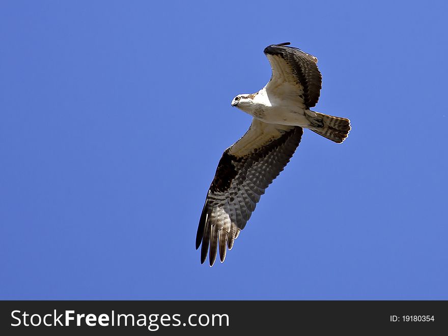 An osprey soars through the blue sky in search of food. An osprey soars through the blue sky in search of food.