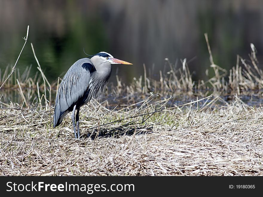 Great blue heron stands on a grassy piece of land by the water. Great blue heron stands on a grassy piece of land by the water.