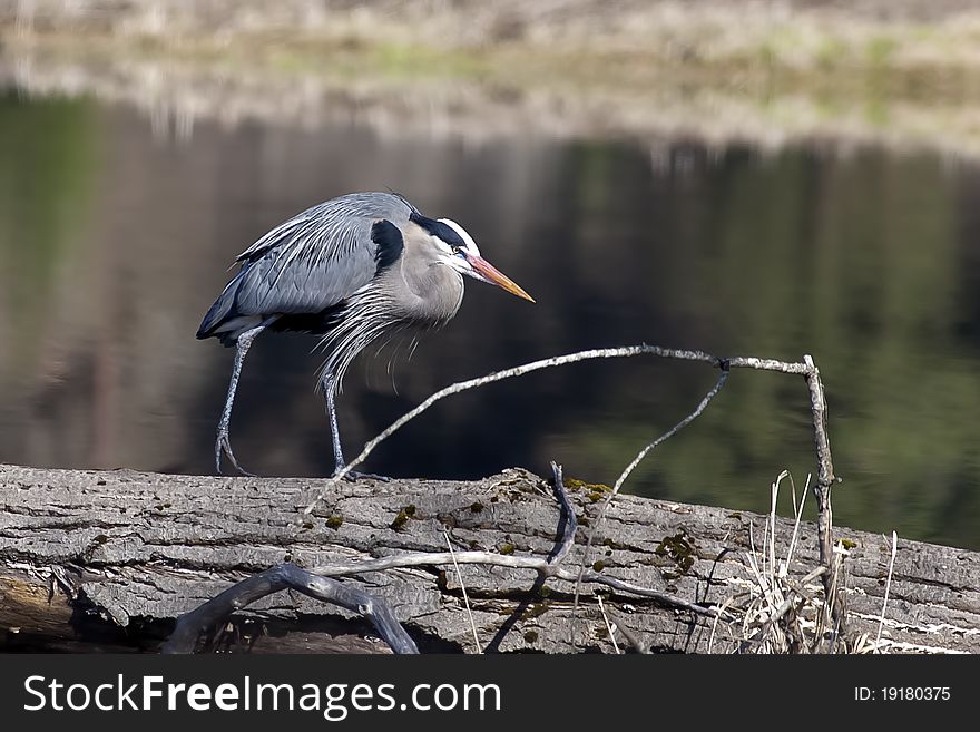 A great blue heron walks on a narrow log by the calm water. A great blue heron walks on a narrow log by the calm water.